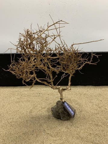 Osaka Bonsai Tree nr 18 - 36x12x47cm - aquascaping boom, Ophalen of Verzenden, Nieuw, Plant(en), Steen of Hout