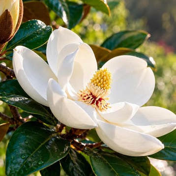 Magnolia ‘Little Gem’ (Zuidelijk) Sierplanten, Raskleur, Verzenden, Overige soorten, Struik