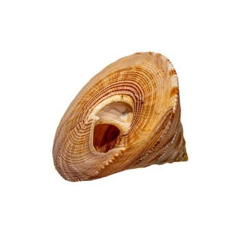 Calliostoma formosense 50 mm schelp zeeslak -, Nieuw