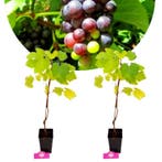 Vitis vinifera Prior + Pot 11cm 2 stuks, Verzenden, Halfschaduw