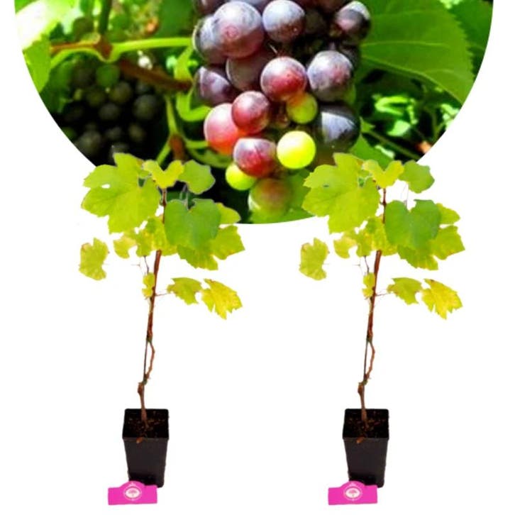 Vitis vinifera Prior + Pot 11cm 2 stuks, Tuin en Terras, Planten | Fruitbomen, Halfschaduw, Verzenden