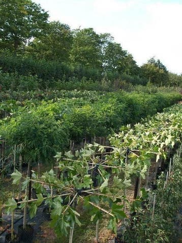 Leilinde Dakplataan meerstam solitair voor uw tuin, Tuin en Terras, Zomer, In pot, Volle zon, Overige soorten