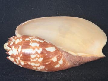 Zeeslak Zeeschelp - S-340 MELO AMPHORA (Zonder minimumprijs)