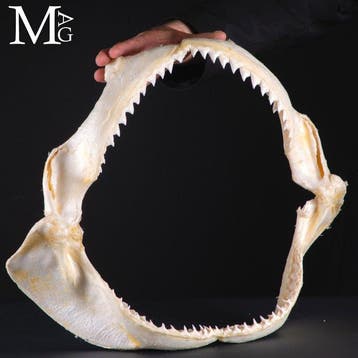 Bullenhaai-kaak – Kaak - Carcharhinus Leucas - 474 mm - 140, Verzamelen, Dierenverzamelingen, Nieuw