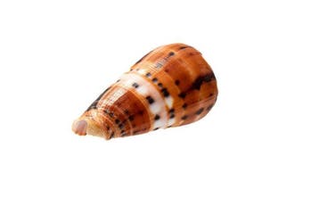 Conus (Pionoconus) barthelemyi - GIANT Donkere Vorm -, Nieuw