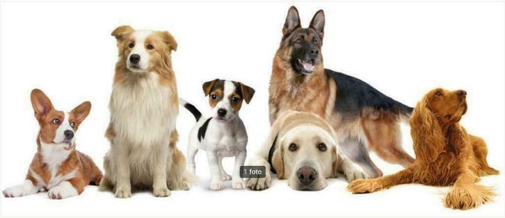 HHIN - Herplaatsing voor Nederlandse honden, Dieren en Toebehoren, Honden | Retrievers, Spaniëls en Waterhonden, Eén hond, 1 tot 2 jaar