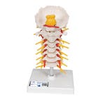 Anatomie model cervicale wervelkolom, 19 cm, Nieuw