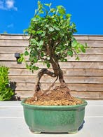 Chinese iep bonsai (Ulmus parviflora) - Hoogte (boom): 21 cm