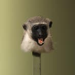 Vervet Aap Taxidermie Opgezette Dieren By Max, Ophalen of Verzenden, Nieuw, Wild dier, Opgezet dier