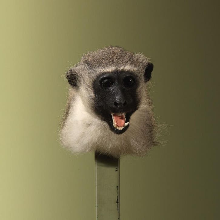 Vervet Aap Taxidermie Opgezette Dieren By Max, Verzamelen, Dierenverzamelingen, Opgezet dier, Nieuw, Wild dier, Ophalen of Verzenden