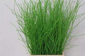 Berkentakken Birch Groen ca. 60 cm 10 stuks, Ophalen of Verzenden, Nieuw