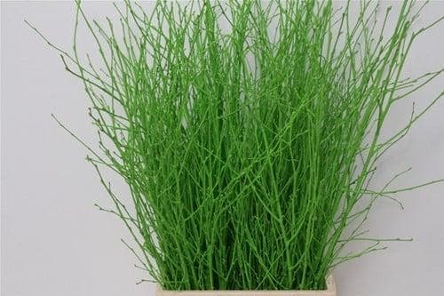 Berkentakken Birch Groen ca. 60 cm 10 stuks, Hobby en Vrije tijd, Knutselen, Nieuw, Ophalen of Verzenden