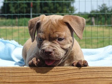 Old English Bulldog pups! Mogen mee!, Parvo, Nederland, 8 tot 15 weken, Bulldog