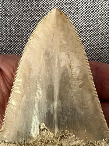 Megalodon-tand 12,8 cm - Fossiele tand - Carcharocles