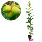 limoenplant Citrus auratifolia Mexican lime, Tuin en Terras, Verzenden, Volle zon
