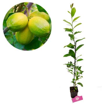 limoenplant Citrus auratifolia Mexican lime, Verzenden, Volle zon