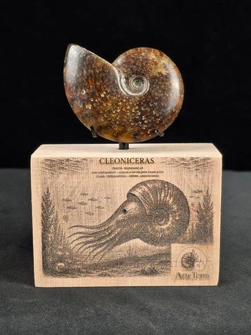 Ammoniet - Gefossiliseerd dier - Cleoniceras Ammonite, Verzamelen