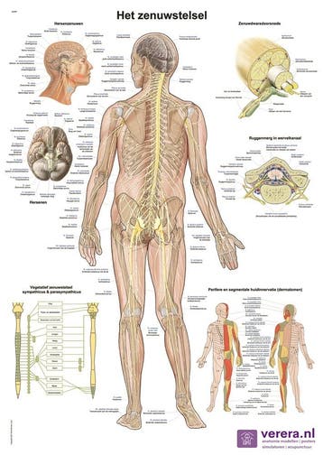 Anatomie poster zenuwstelsel (Nederlands/Latijn, papier,..., Nieuw