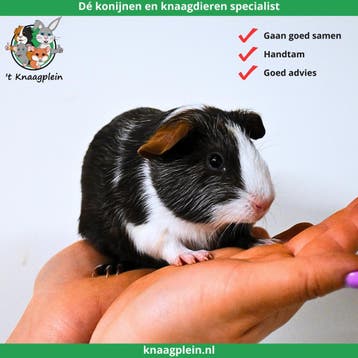 Gecastreerde cavias - Beste combinatie - Erg rustig - Tam, Dieren en Toebehoren, Mannelijk, Cavia, Tam