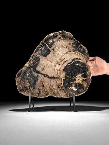 C - Prachtige grote plak versteend hout op een op maat