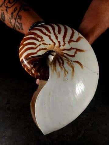 Een enorme nautilus uit de collectie Taxidermie volledige, Nieuw