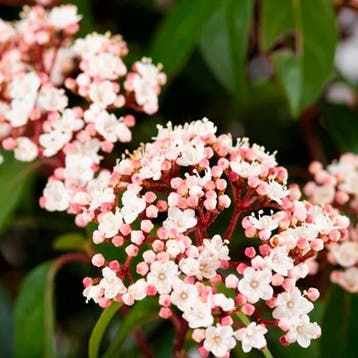 Viburnum Ladybird container (C2) Sierplanten, Wit, Verzenden, Overige soorten, Struik