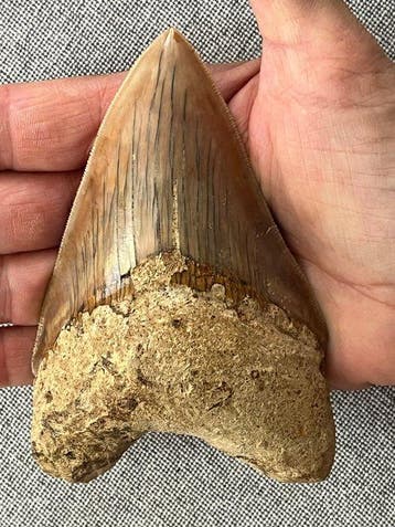Megalodon tand 12,2 cm - Fossiele tand - Carcharocles