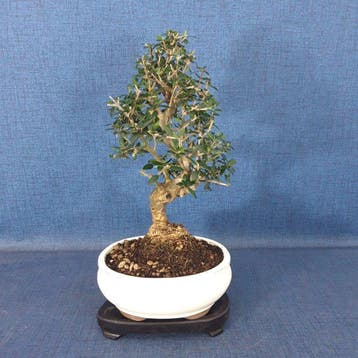 Olijf bonsai (Olea europaea) - Hoogte (boom): 29 cm - Diepte
