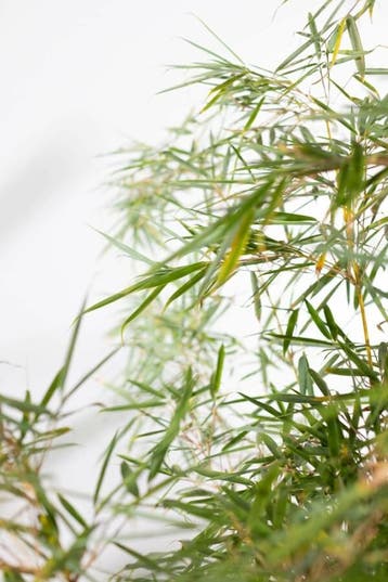 Bamboe Fargesia robusta Campbell Haag 175-200 Pot, Tuin en Terras