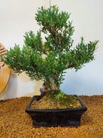 Palmboompje bonsai (Buxus sempervirens) - Hoogte (boom): 33