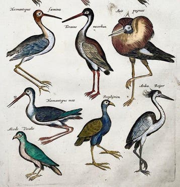 Matthäus Merian (1593-1650) - Folio: Birds: Storks, Heron,, Antiek en Kunst