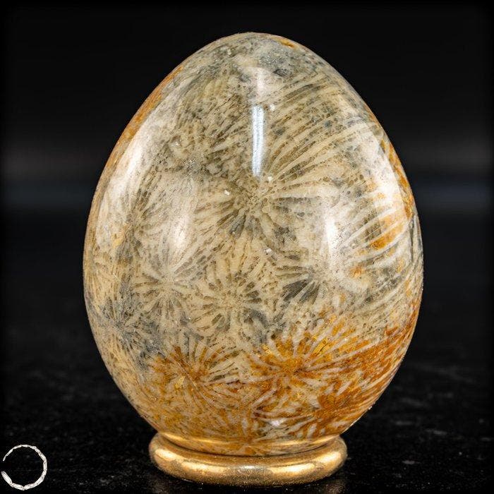 natuurlijke fossiele koraal – ei met een unieke, Verzamelen, Mineralen en Fossielen