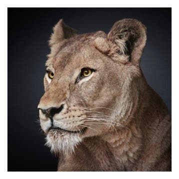 Ralph Hargarten - Lioness
