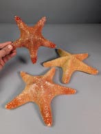 Prachtige set van 3 zeesterren Taxidermie volledige montage, Verzamelen, Nieuw