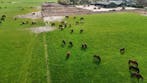 Paardenrusthuis, uitloop stal Paarden en Ponys
