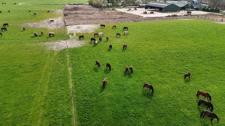 Paardenrusthuis, uitloop stal Paarden en Ponys, Diensten en Vakmensen, Dieren | Paarden | Verzorging, Oppas en Les