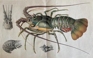 divers - Campagnes océanographiques dAlbert 1er de Monaco -, Antiek en Kunst