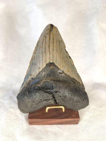 Megalodon tooth - Fossiele tand - Otodus Megalodon - 11.38, Verzamelen