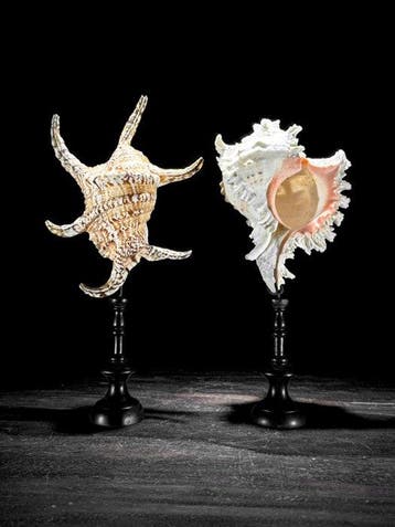Prachtig paar van verbluffende Spider Conch Shell en Branch