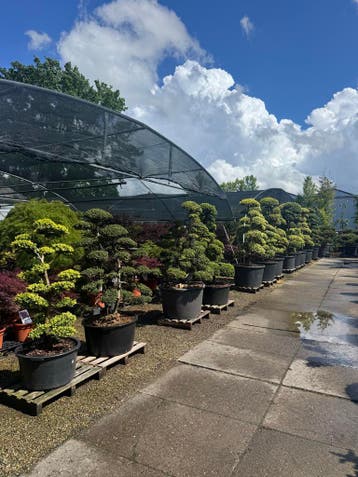 Tuinbonsai: Ilex, Witte den, Zwarte den, Taxus, Tuin en Terras, Bloeit niet, Overige soorten, 100 tot 250 cm, Ophalen