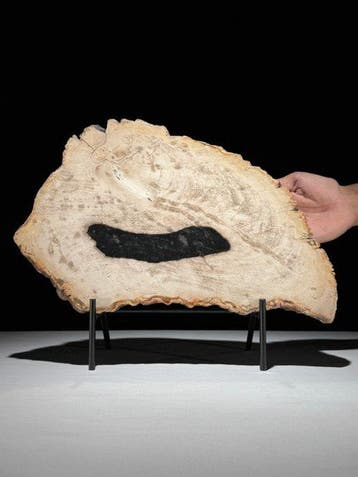 Prachtige snede van versteend hout op een op maat gemaakte