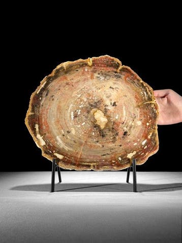 C- Prachtige grote rode schijf versteend hout op een op maat