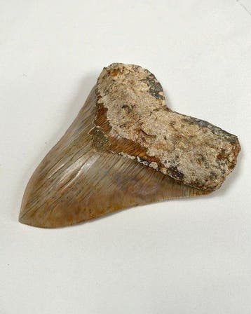 Megalodon - Fossiele tand - 150 mm - 115 mm