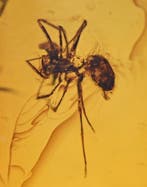 Baltische amber - Gedetailleerde Araneae: Araneida (Spin)
