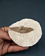 Vis - Gefossiliseerd dier - Knightia (Zonder minimumprijs)