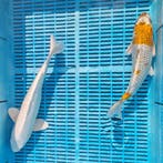4000+ Japanse koi direct beschikbaar | Ook Pinksteren open, Karper of Koi