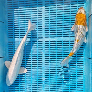 4000+ Japanse koi direct beschikbaar, Karper of Koi