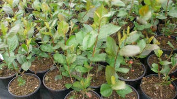 Aronia p. 'Viking' melanocarpa , Appelbes/vikingbes in pot, Tuin en Terras, Ophalen of Verzenden, Minder dan 100 cm