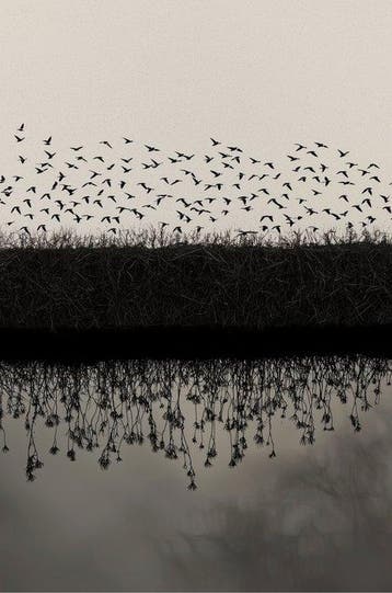 Jorge Omeñaca - Birds & Reflects