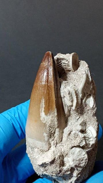 Mosasaurus - Fossiele matrix - Talassotitán Atrox - 9 cm